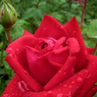Свежесть летнего дождя в розовом саду :: spm62 Baiakhcheva Svetlana