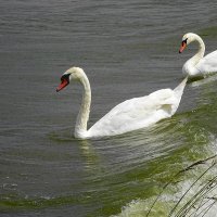 Лебеди на заливе :: Маргарита Батырева