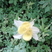 Бело-жёлтый цветок :: Дмитрий Никитин