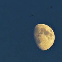 Луна и птицы :: Людмилаfdnjgjhpnhptn 