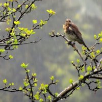 Весна :: Роман Савоцкий