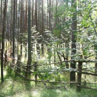 в лесу :: Елена Аксамит