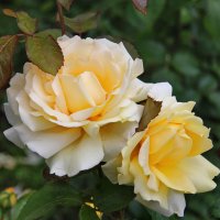 Две чайных розы. :: Маргарита ( Марта ) Дрожжина