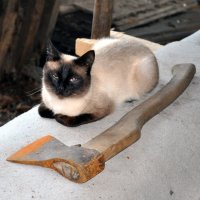 Самый добрый кот :: Наталья Жукова