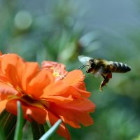 Bee :: Олег Шендерюк