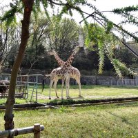 Зоопарк Нагоя Higashiyama Zoo :: wea *