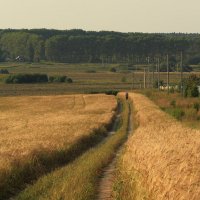 Дорога на краю поля :: Наталья Кузнецова