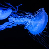 Glowing Jellyfish :: Ludmila 