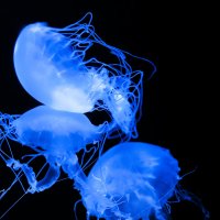 Glowing Jellyfish :: Ludmila 