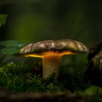 Волшебный гриб :: Алексей Строганов