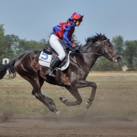 скачки :: Елена Логачева