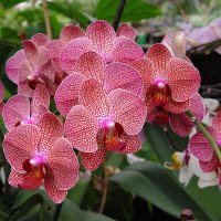 Орхидея :: Alexander Varykhanov
