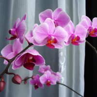 Орхидея :: Лариса Рогова