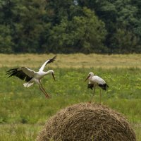 Посадку разрешил :: Игорь Сикорский