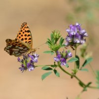 Зарисовки уходящего лета. :: Светлана Ивановна Медведева