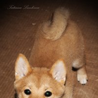 Shiba-Inu :: Tatiana 