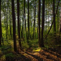 Солнечный лес :: vladimir Bormotov