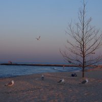 The Box - пляж эмоций. За ночь деревья там у моря вырастали... :: Александр Резуненко