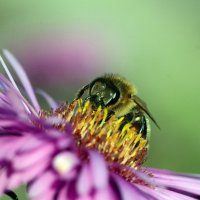 Bee :: Олег Шендерюк