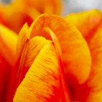 Эстафетацвета. Оранжевый втрник - Цветы :: Наталья (ShadeNataly) Мельник