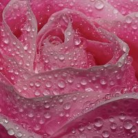 Розовая роза в каплях воды :: Александр Синдерёв