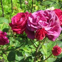 Необычный цвет роз :: Дмитрий Никитин