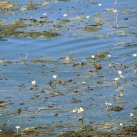 Водокрас лягушачий :: Галина 