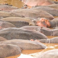 Водоем из бегемотов :: Ольга Петруша