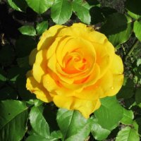 Жёлтая роза :: Дмитрий Никитин