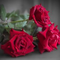 Букет из красных роз – Он символ страсти, :: Людмила Богданова (Скачко)