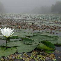 Белая кувшинка :: Василий Дудин