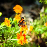 Бабочки — это цветы, которые сорвал ветер :: Наталья 