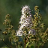 Сентябрьское цветение. :: Анатолий. Chesnavik.