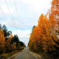 Дорога в осень :: Алла ZALLA