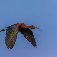 glossy ibis :: Naum 