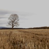 Lonely :: Олеся Дяченко