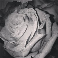 роза :: Любовь Dan