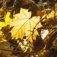 Листья жёлтые... :: bajguz igor