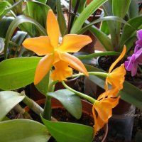 IV Зимний фестиваль орхидей в пальмовой оранжерее :: Анна Воробьева