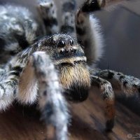 Портрет паука Василия :: Сергей Манекин