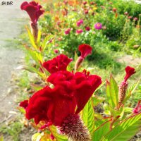 Эстафетацвета. Красный понедельник - красные цветы лета :: Наталья (ShadeNataly) Мельник