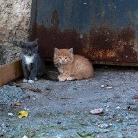 Бездомные коты Артём :: Сергей Бойко