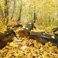 На ковре из желтых листьев..... :: Ирина Князева 