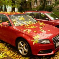 жёлтое и красное - любимые цвета осени :: Александр Прокудин