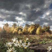 ...Цветы запоздалые... Октябрь. :: Владимир Буравкин