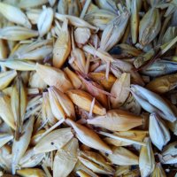 Зерно :: Татьяна Королёва