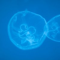 медузы :: Константин 