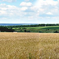Пшеничное поле :: георгий  петькун 
