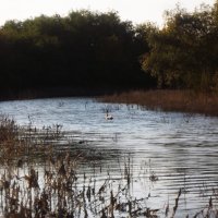 Лебедь плавает по реке :: Татьяна Королёва