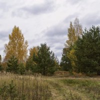 Осень в лесу. :: Елена Струкова